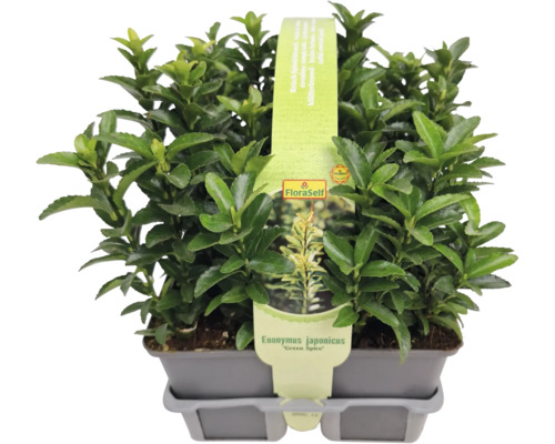 Briežden japonský ''Green Spire'' v kvetináči