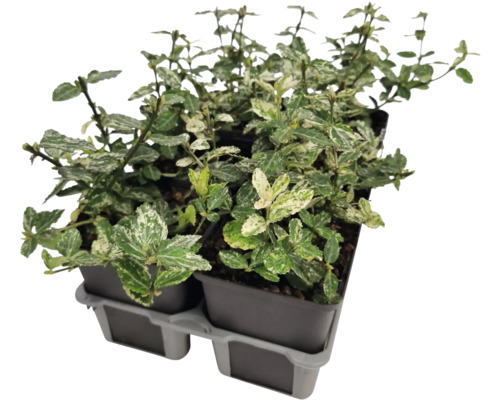 Vždyzelený bršlen v kvetináči