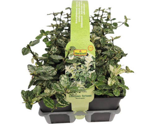 Bršlen Fortuneov Harlequin v kvetináči