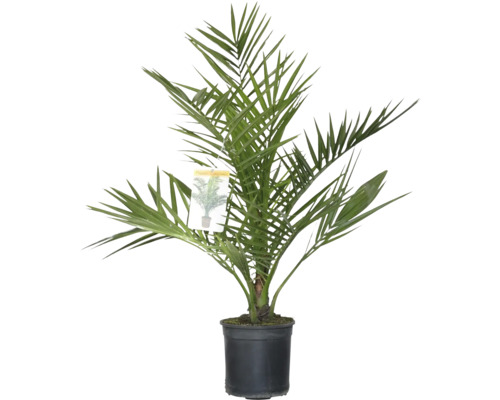 Datľovník v kvetináči