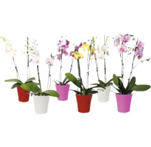 Niekoľko orchideí v kvetináčoch s rôznymi kvetmi