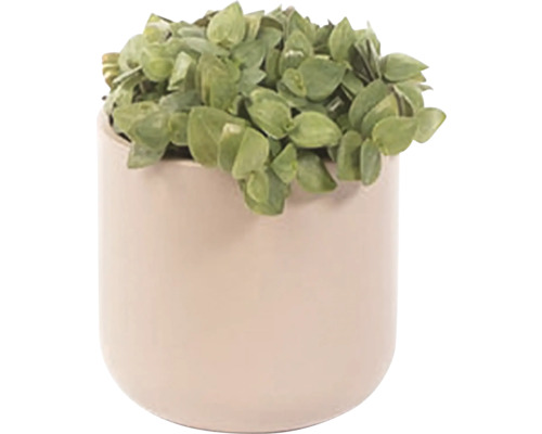 Izbová rastlina v kvetináči