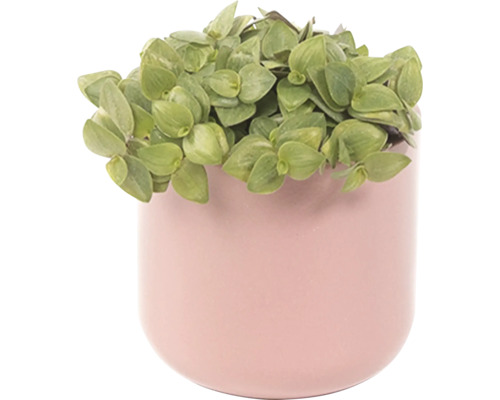 Izbová rastlina so zelenými listami v ozdobnom kvetináči