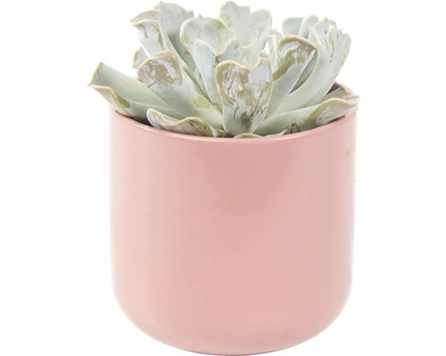 Sukulent v kvetináči