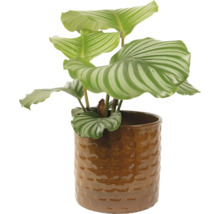 Modlivka v kvetináči