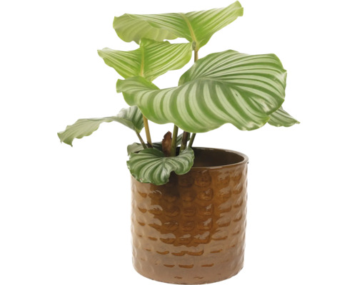 Obal na kvetináč keramický Ø 21 x 19 cm glazúrovaný tmavohnedý Modlivka v kvetináči