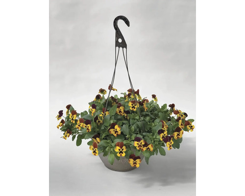 Sirôtka Viola záves Ø 25 cm 1 ks, rôzne farby