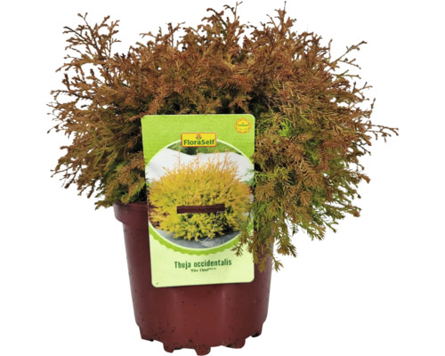 Tuja západná Thuja occidentalis ''Fire Chief'' v kvetináči