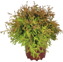 Cypruštek v kvetináči