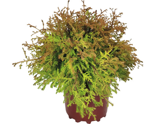 Cypruštek v kvetináči