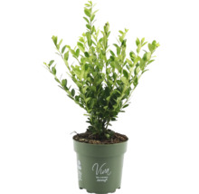 Ilex crenata Jenny v kvetináči