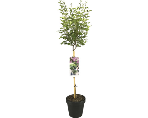 Orgován Meyerov zakrpatený na kmienku FloraSelf Syringa meyeri Flowerfesta 'Pink' výška kmeňa 50 cm kvetináč 3 l