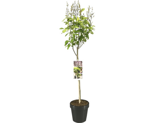 Orgován na kmienku FloraSelf Syringa prestonie 'Minuet' výška kmeňa 50 cm kvetináč 3 l