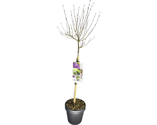Orgován zakrpatený na kmienku FloraSelf Syringa 'Dark Purple' výška kmeňa 50 cm kvetináč 3 l Orgován zakrpatený na kmienku FloraSelf Syringa 'Dark Purple' výška kmeňa 50 cm kvetináč 3 l