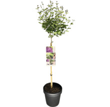 Bloomerang Syringa trpasličí orgován v kvetináči