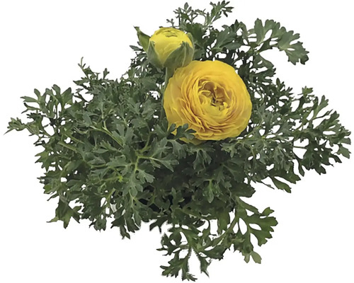 Žltý iskerník so zelenými listami