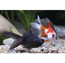 Čierna a červeno-biela zlatá rybka v akváriu