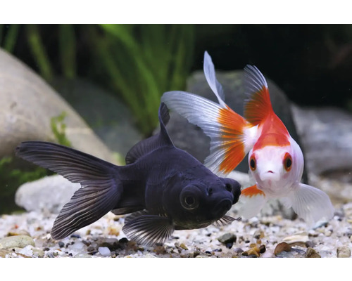 Čierna a červeno-biela zlatá rybka v akváriu
