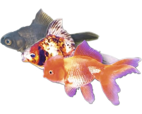 Carassius auratus Závojnatka mix 5-6 cm Tri zlaté rybky