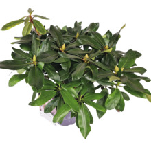 Rastlina rododendronu v kvetináči so zelenými listami a púčikmi