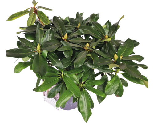 Rastlina rododendronu v kvetináči so zelenými listami a púčikmi