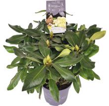 Rododendron v kvetináči s etiketou