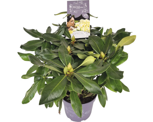 Rododendron v kvetináči s etiketou