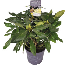 Rododendron v kvetináči so zelenými listami a púčikmi