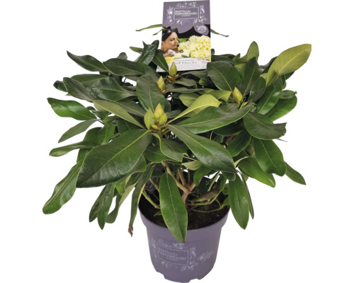 Rododendron v kvetináči so zelenými listami a púčikmi