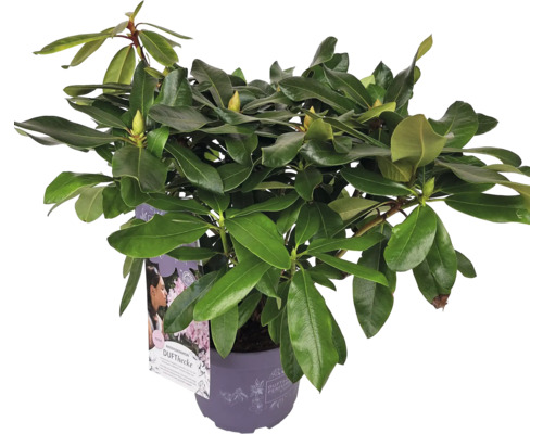 Rododendron v kvetináči so zelenými listami a púčikmi