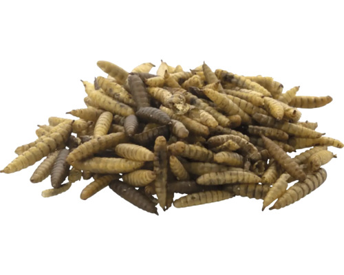 Larvy chrobákov ako krmivo pre zvieratá