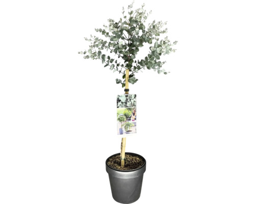 Eukalyptus, blahovičník na kmienku FloraSelf Eucalyptus gunnii 'Azura' výška kmeňa 50 cm kvetináč 3 l Eukalyptus, blahovičník na kmienku FloraSelf Eucalyptus gunnii 'Azura' výška kmeňa 50 cm kvetináč 3 l