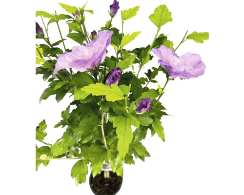 Ibištek sýrsky na kmienku FloraSelf Hibiscus syriacus 'Lavender Chiffon' výška kmeňa 50 cm kvetináč 3 l Ibištek sýrsky na kmienku FloraSelf Hibiscus syriacus 'Lavender Chiffon' výška kmeňa 50 cm kvetináč 3 l