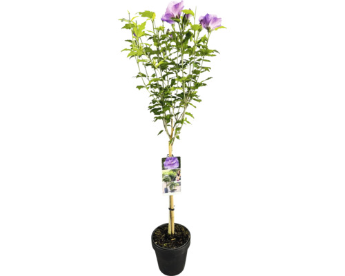 Ibištekový ker v kvetináči s fialovými kvetmi a zelenými listami