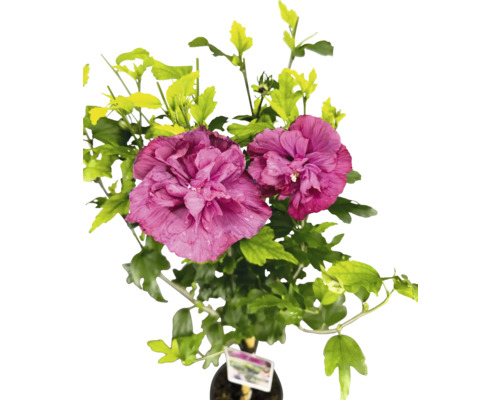 Ibištek sýrsky na kmienku FloraSelf Hibiscus syriacus 'Magenta Chiffon' výška kmeňa 50 cm kvetináč 3 l Ibištek sýrsky na kmienku FloraSelf Hibiscus syriacus 'Magenta Chiffon' výška kmeňa 50 cm kvetináč 3 l