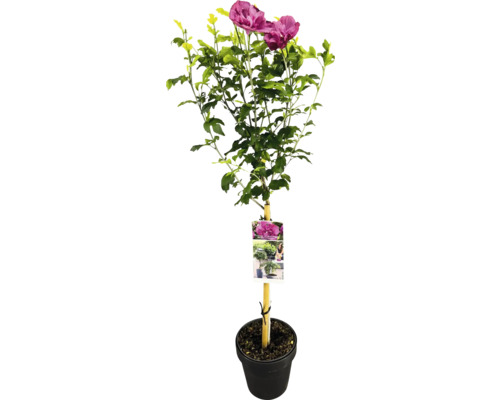 Ibištekový ker v kvetináči so štítkom