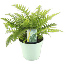 Zelená papraď v kvetináči značky Ingarden Ferns