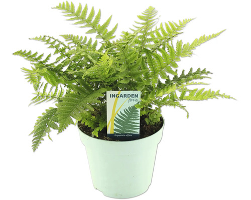 Zelená papraď v kvetináči značky Ingarden Ferns