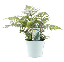 Papraď Dryopteris erythrosora v kvetináči