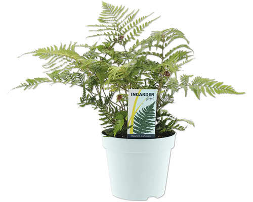Papraď Dryopteris erythrosora v kvetináči