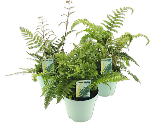 Papradie FloraSelf 10-30 cm kvetináč 2 l, rôzne odrody