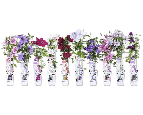 Rôzne druhy plamienkov s kvetmi a etiketami