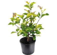 Magnólia v kvetináči so zelenými listami