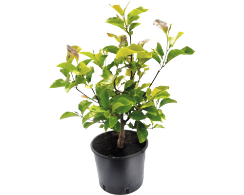 Magnólia v kvetináči so zelenými listami