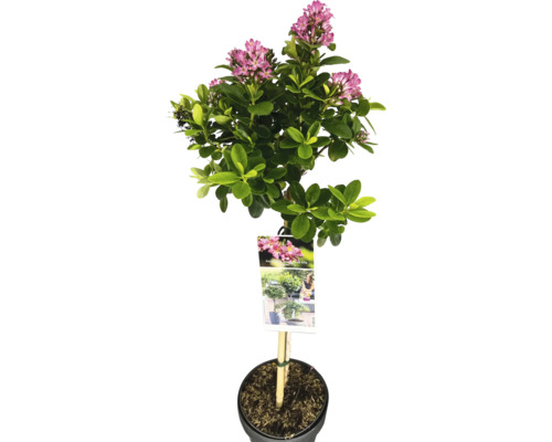 Zábluda, eskalónia na kmienku FloraSelf Escallonia ‘Pink Elle‘ výška kmeňa 50 cm kvetináč 3 l Zábluda, eskalónia na kmienku FloraSelf Escallonia ‘Pink Elle‘ výška kmeňa 50 cm kvetináč 3 l