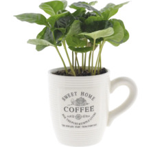 Kávovník v hrnčeku s nápisom Sweet Home Coffee