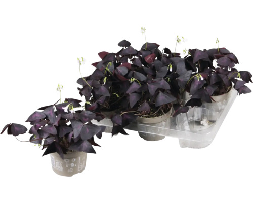 Šťavel, štvorlístok fialový FloraSelf Oxalis Ikigai purple Ø 12 cm kvetináč, dekoratívne listy