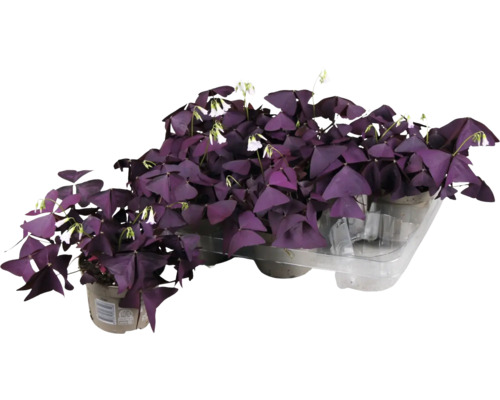 Šťavel, štvorlístok červený FloraSelf Oxalis Ikigai red Ø 12 cm kvetináč, dekoratívne listy Kysličkovec s fialovými listami a bielymi kvetmi v kvetináči