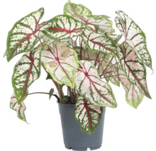 Rastlina Caladium v kvetináči