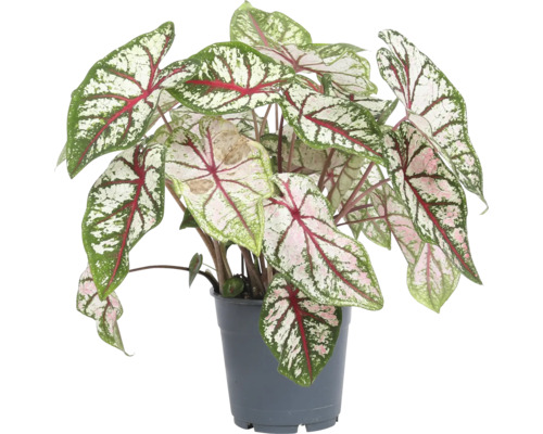Rastlina Caladium v kvetináči